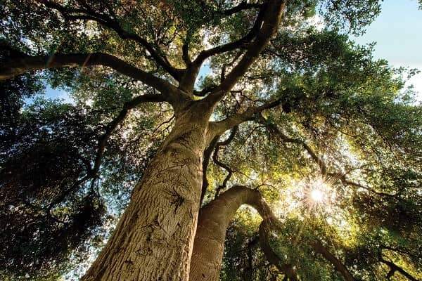 looking up view of a tree with the sun shining through it