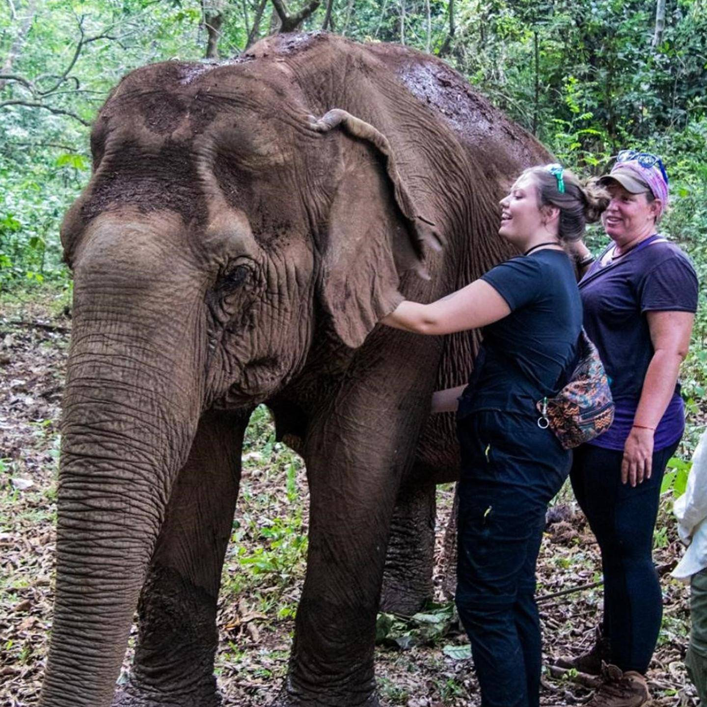 a group of people petting an elephant