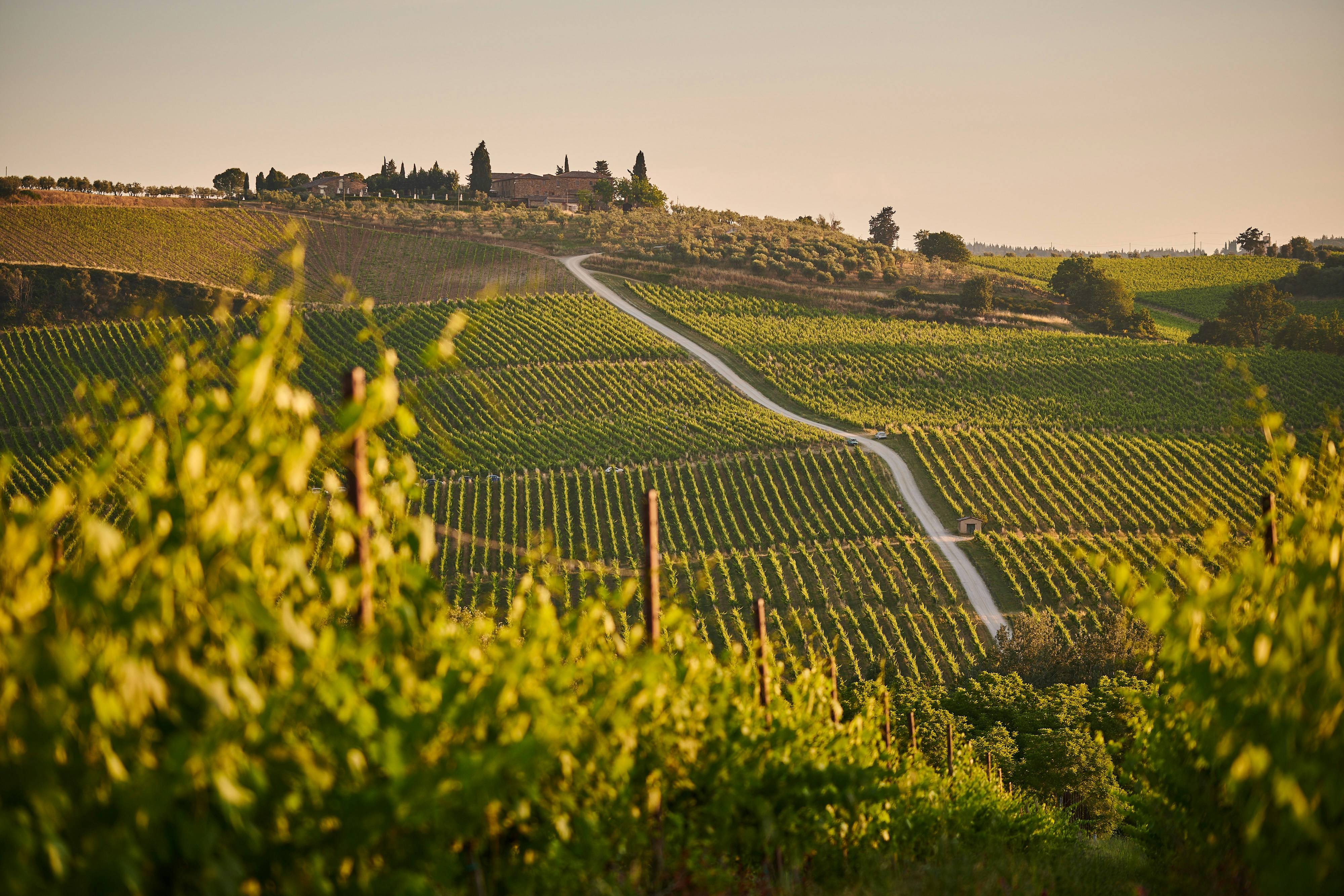 a road leading to a vineyard