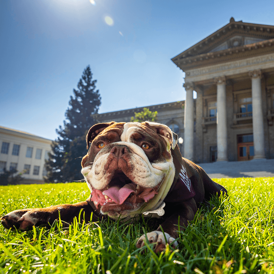 a dog lying in the grass
