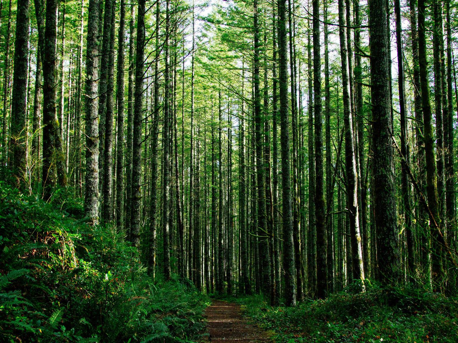 a path through a forest