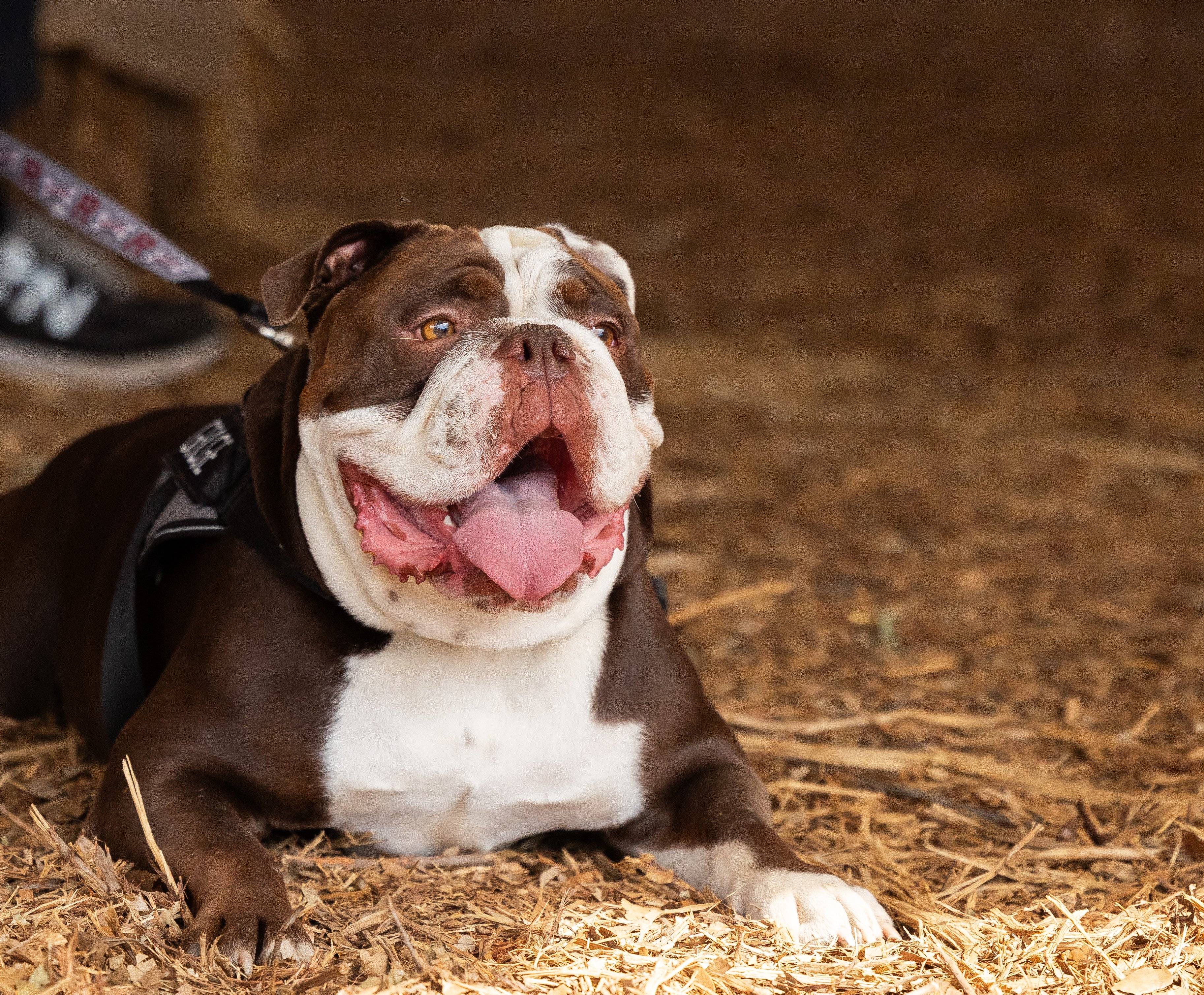 a dog lying on the ground