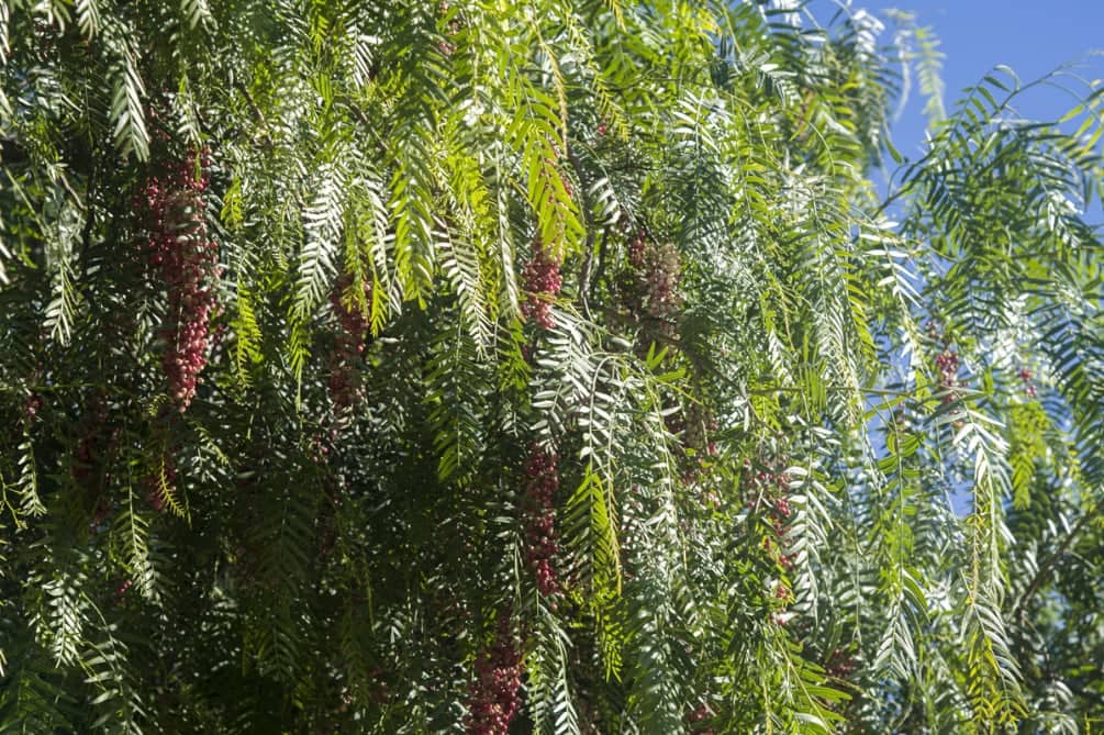 a tree with persony berries