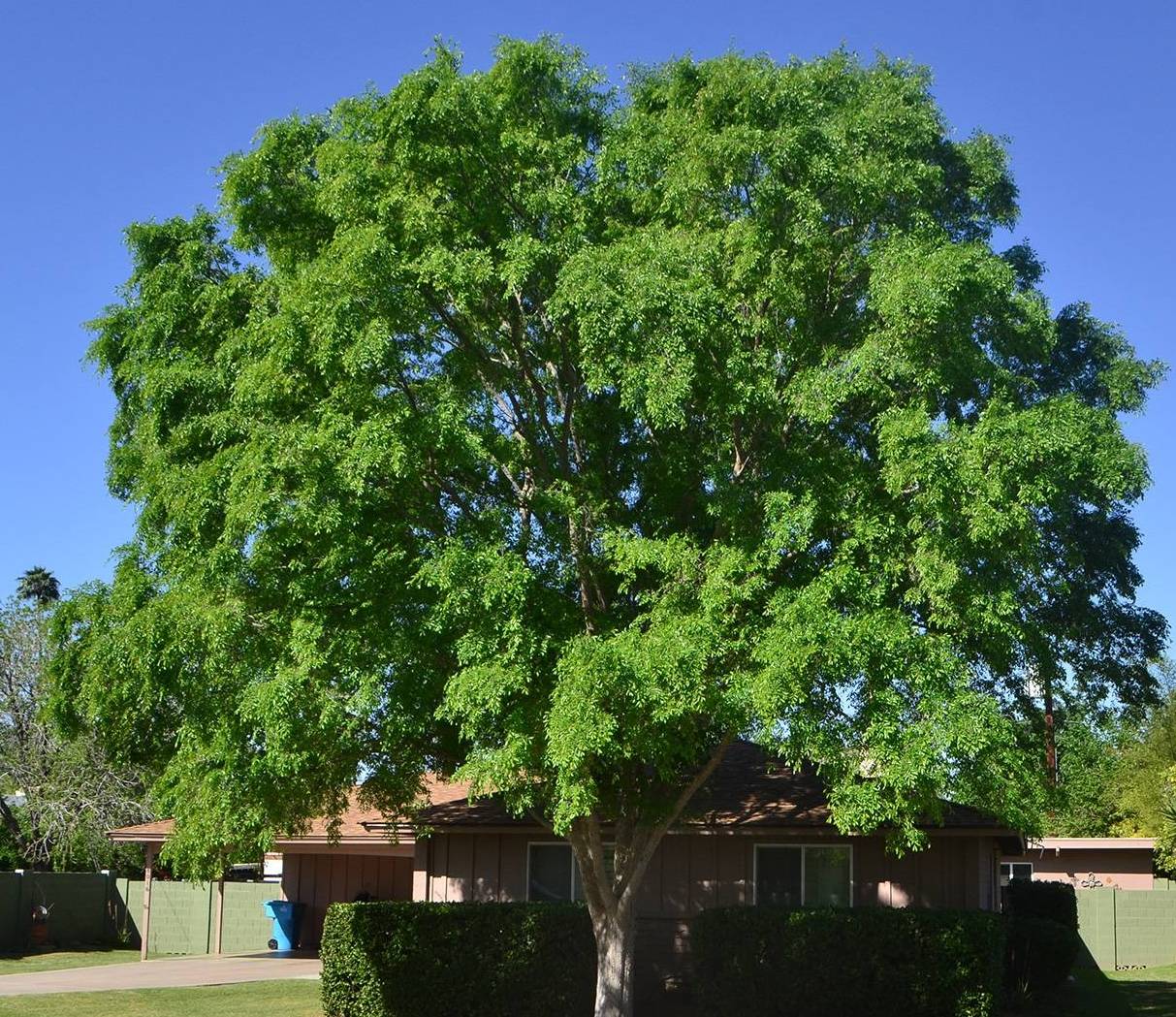 a tree in front of a house
