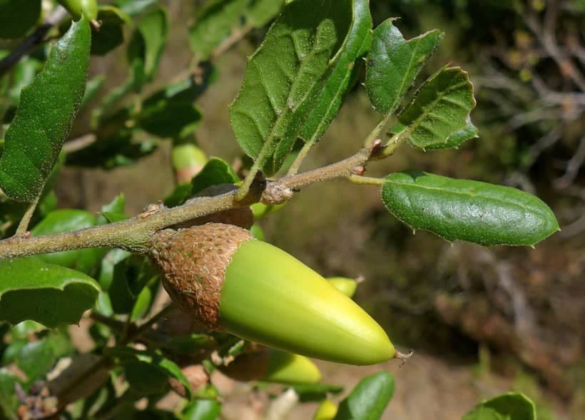 a green acorn on a tree