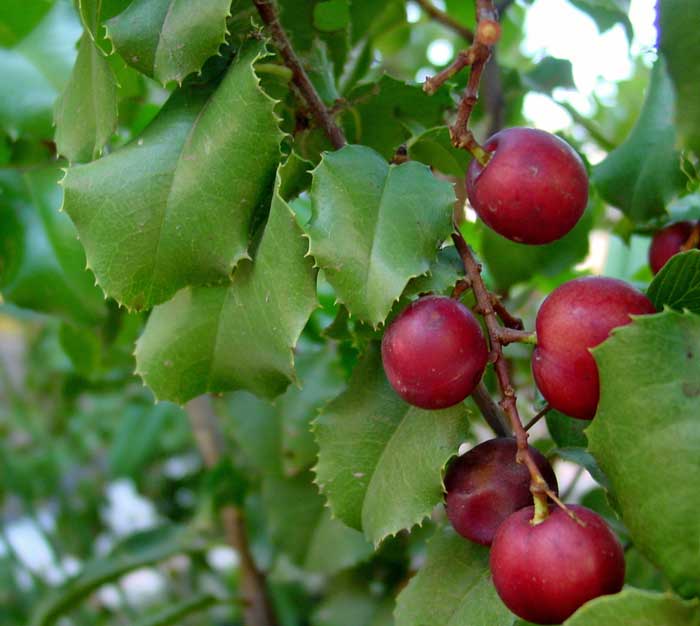a close-up of a plant with fruits