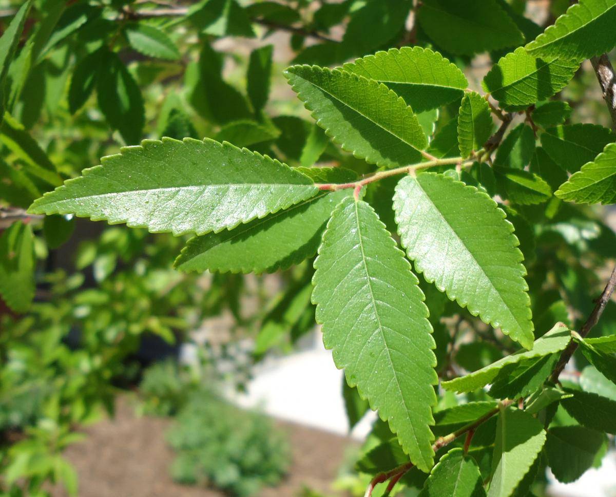 a close up of a leaf