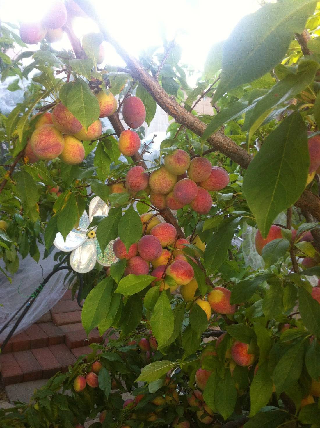 a tree with fruits on it