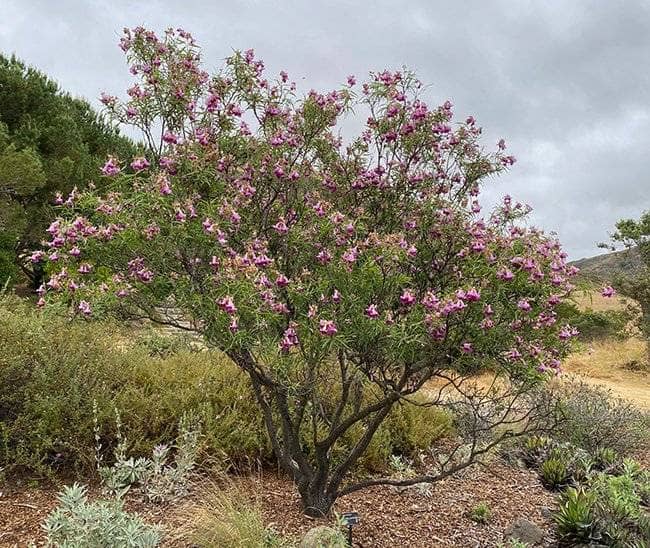 a tree with purple flowers