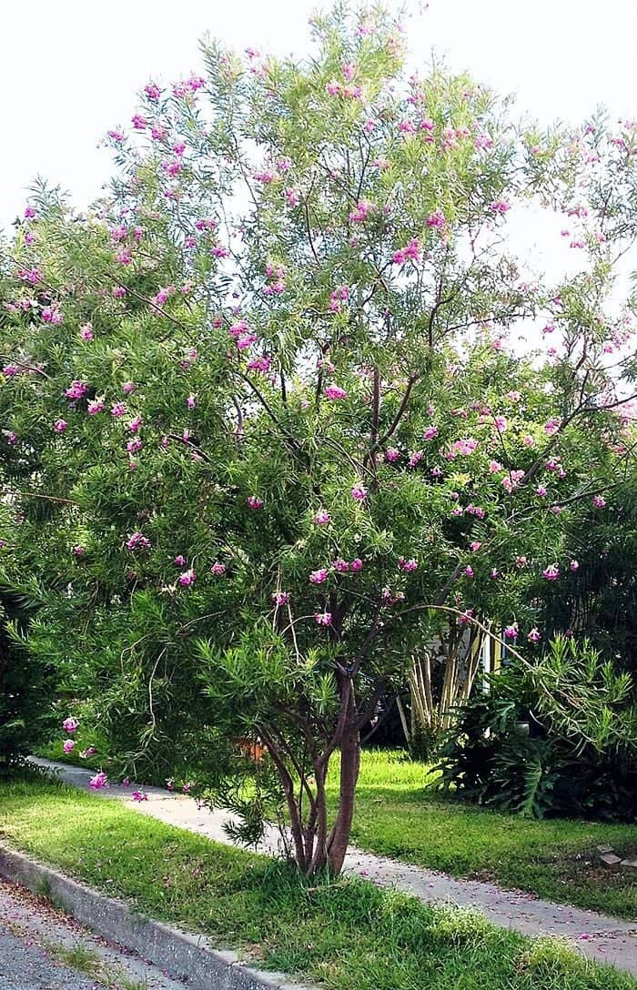 a tree with pink flowers