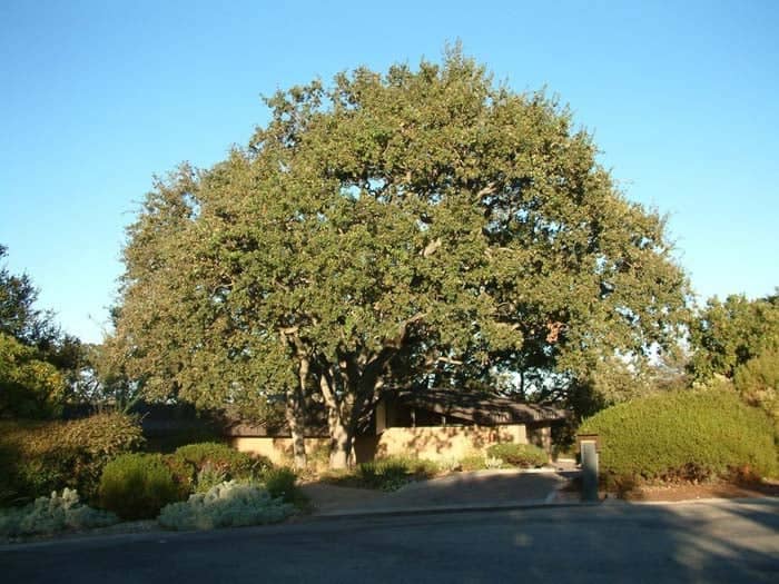 a large tree in front of a house