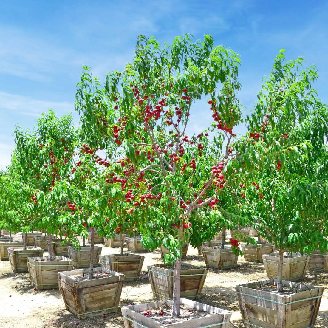 a group of trees in wooden containers