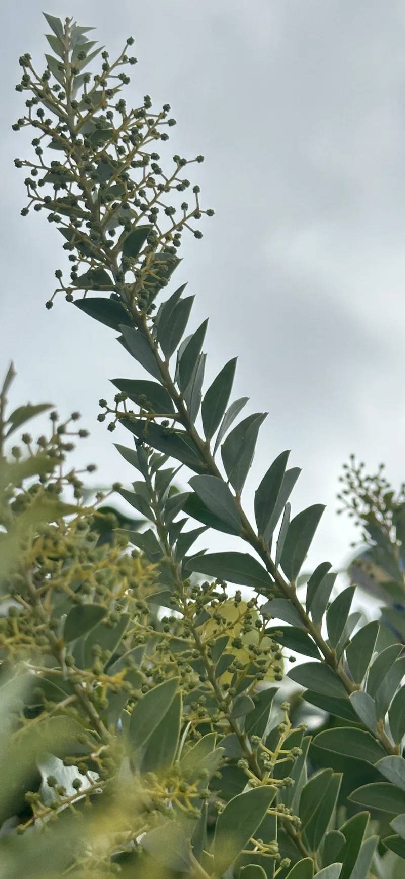 a close up of a plant