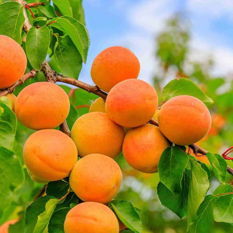 Tilton Apricot