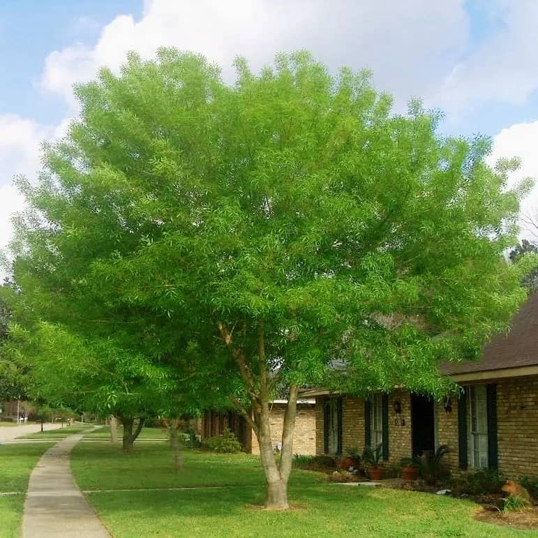 a tree in front of a house