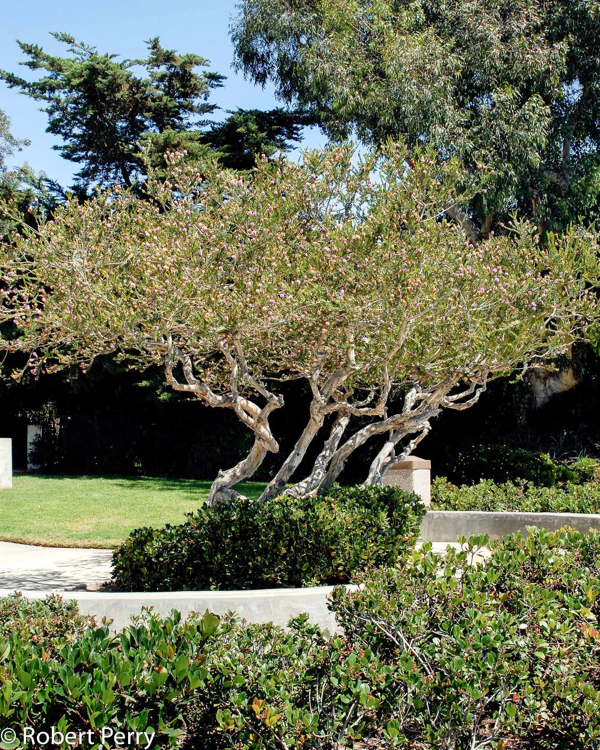 a tree in a park
