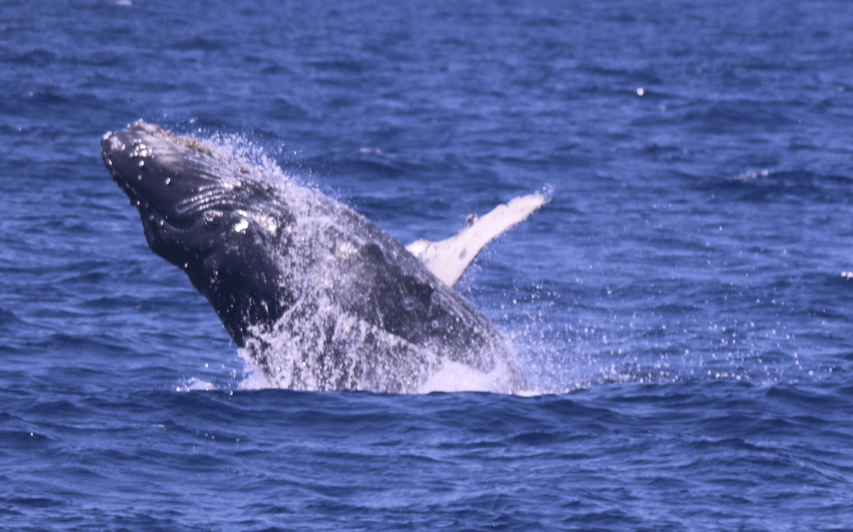 a whale jumping out of the water