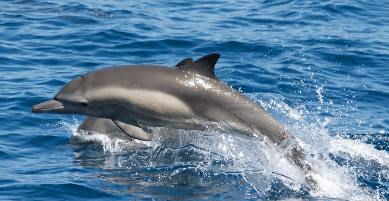 a dolphin jumping out of the water