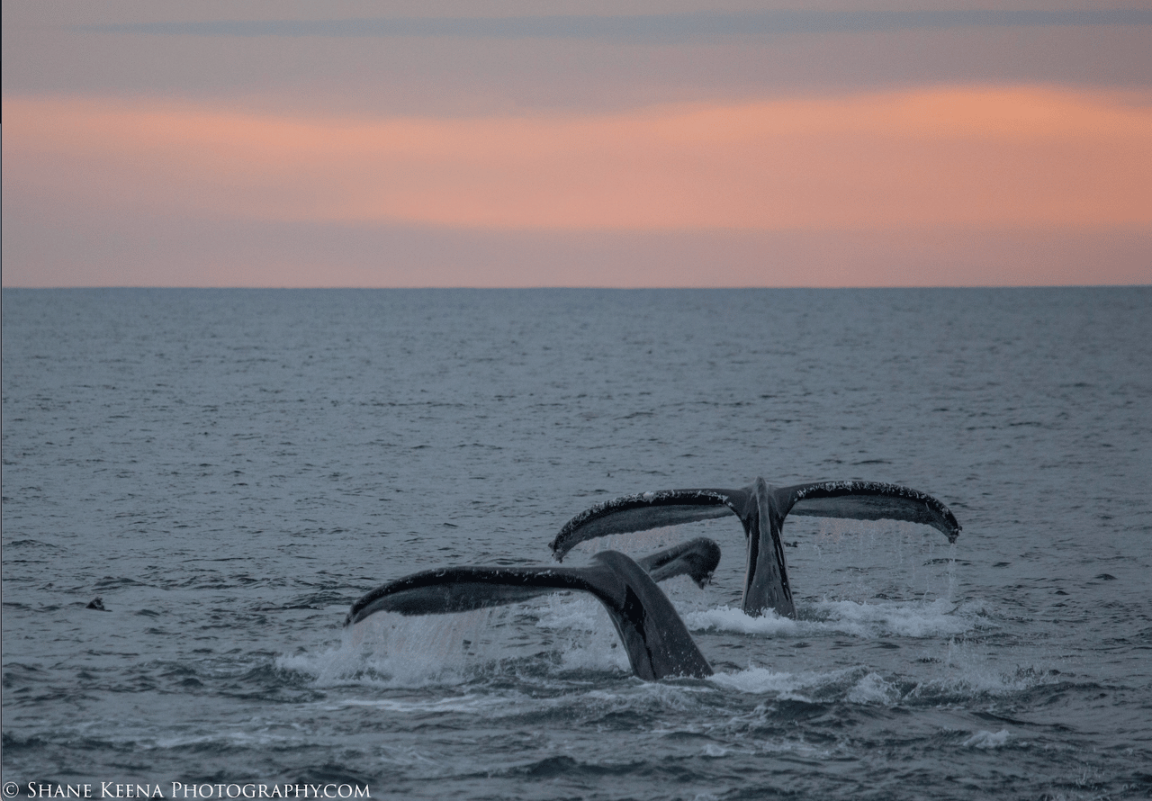 a group of whales in the water