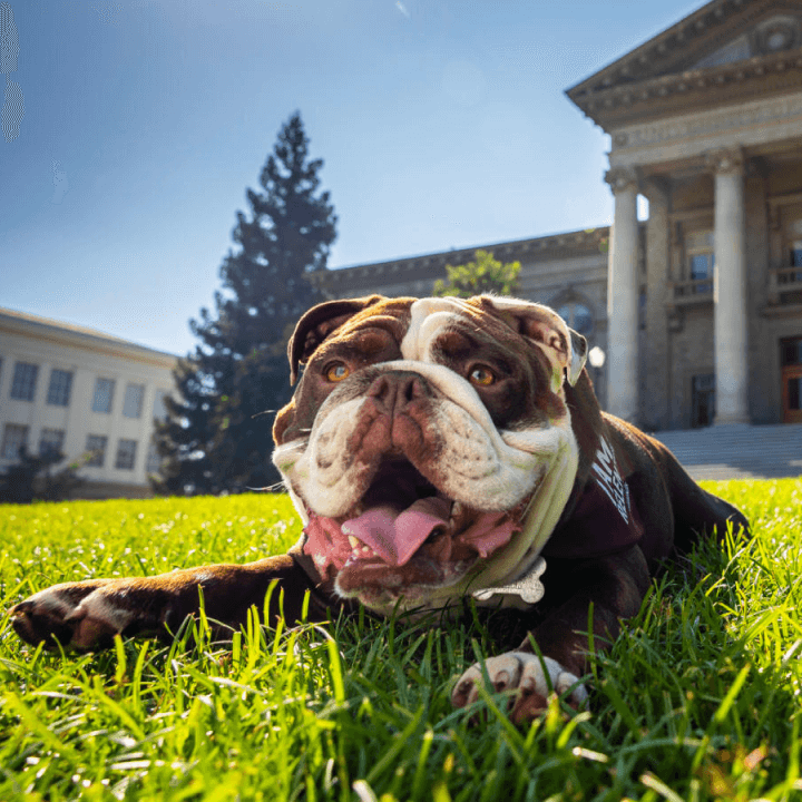 a dog lying in the grass