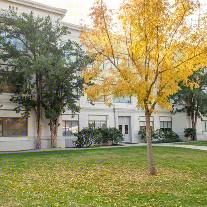 a tree in front of a building