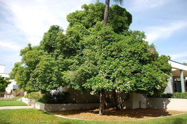 a tree in a yard