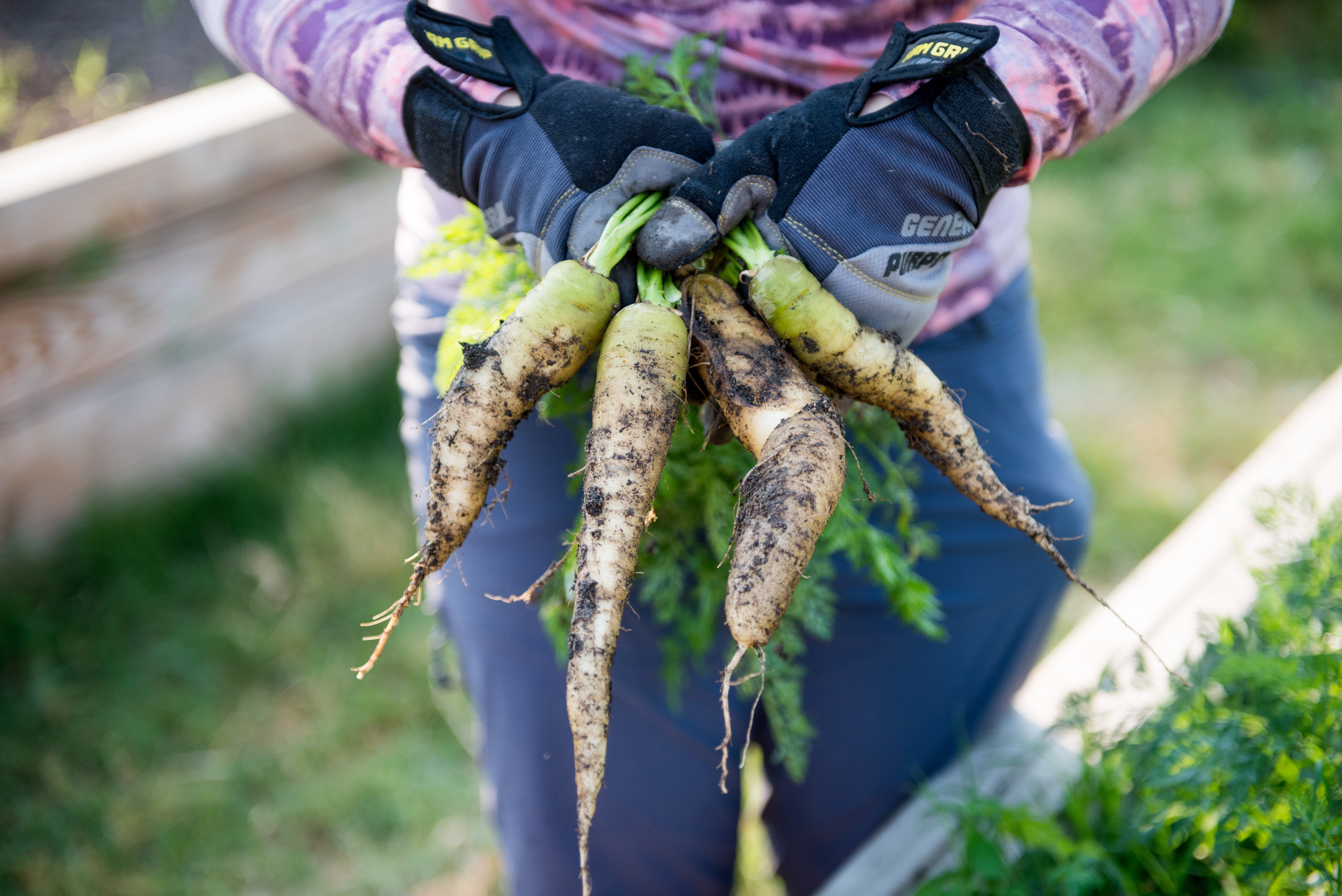 a person holding a bunch of carrots