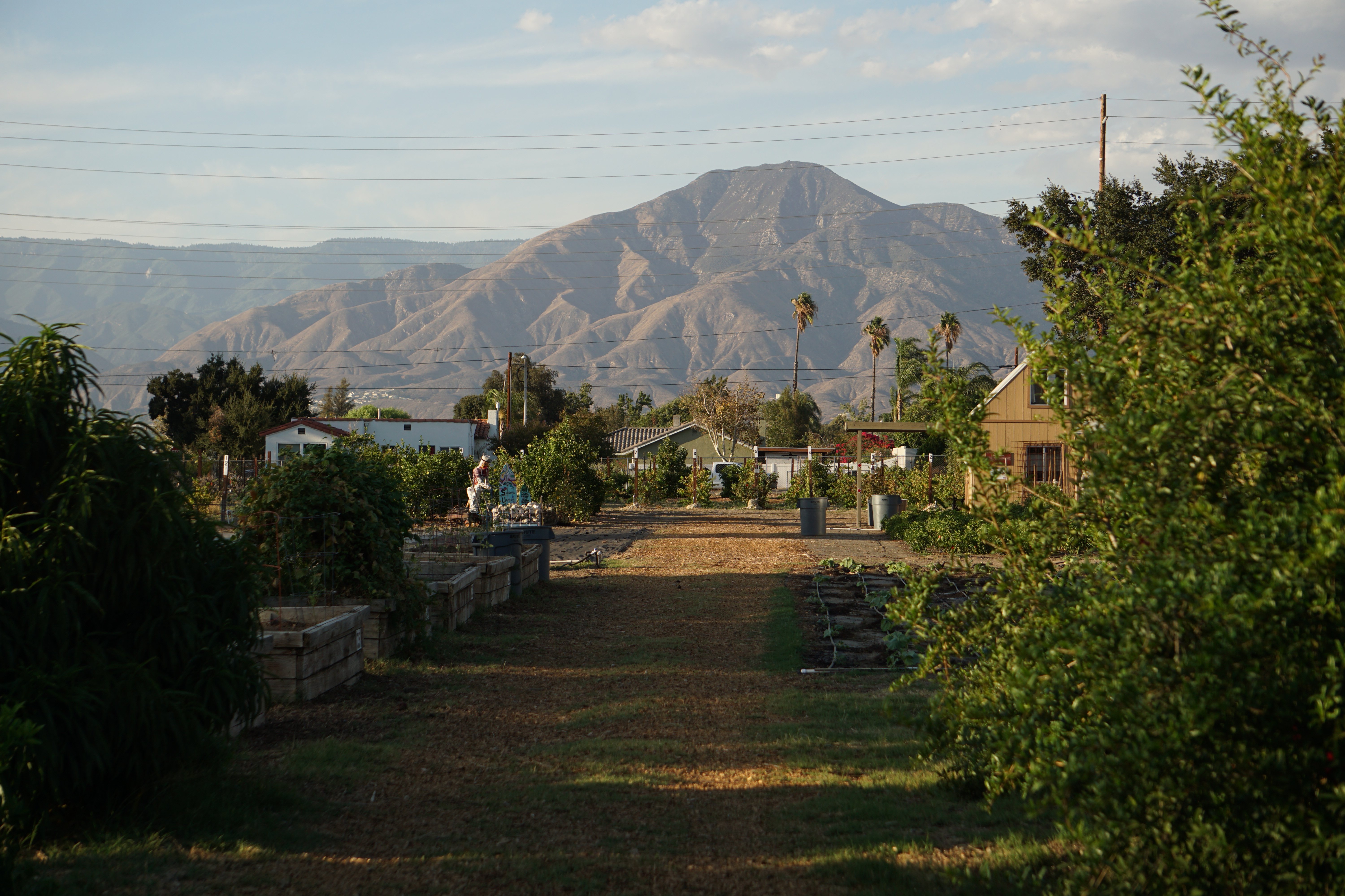a garden with a mountain in the background