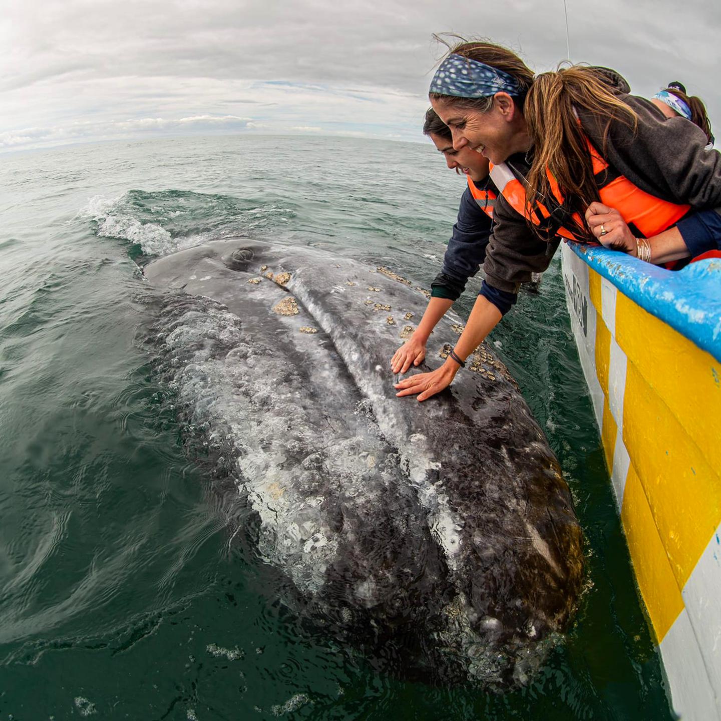 a group of people touching a whale in the water