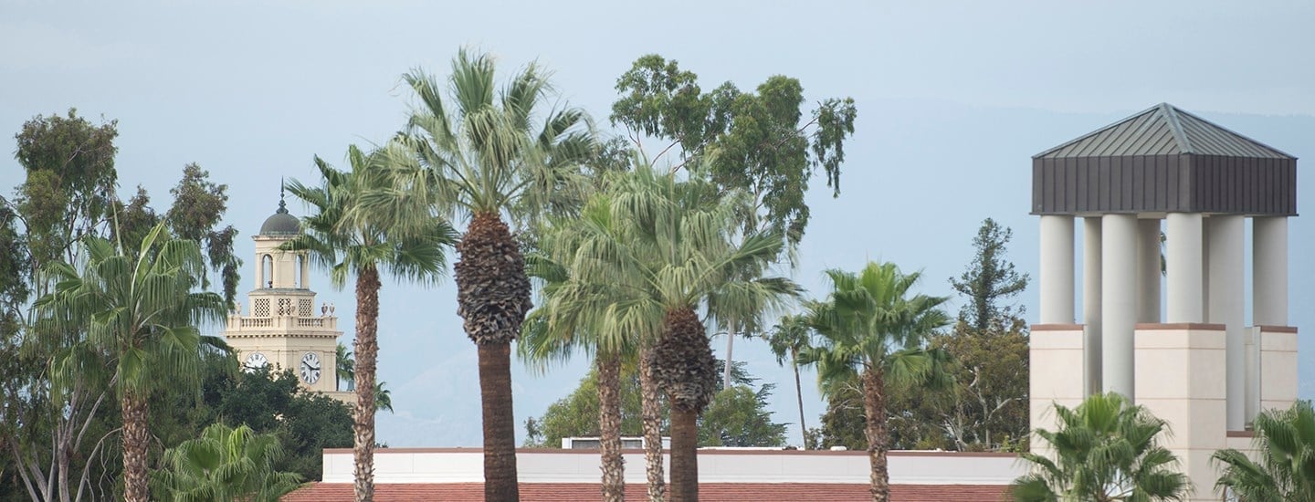a group of palm trees