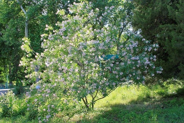 a tree with pink flowers