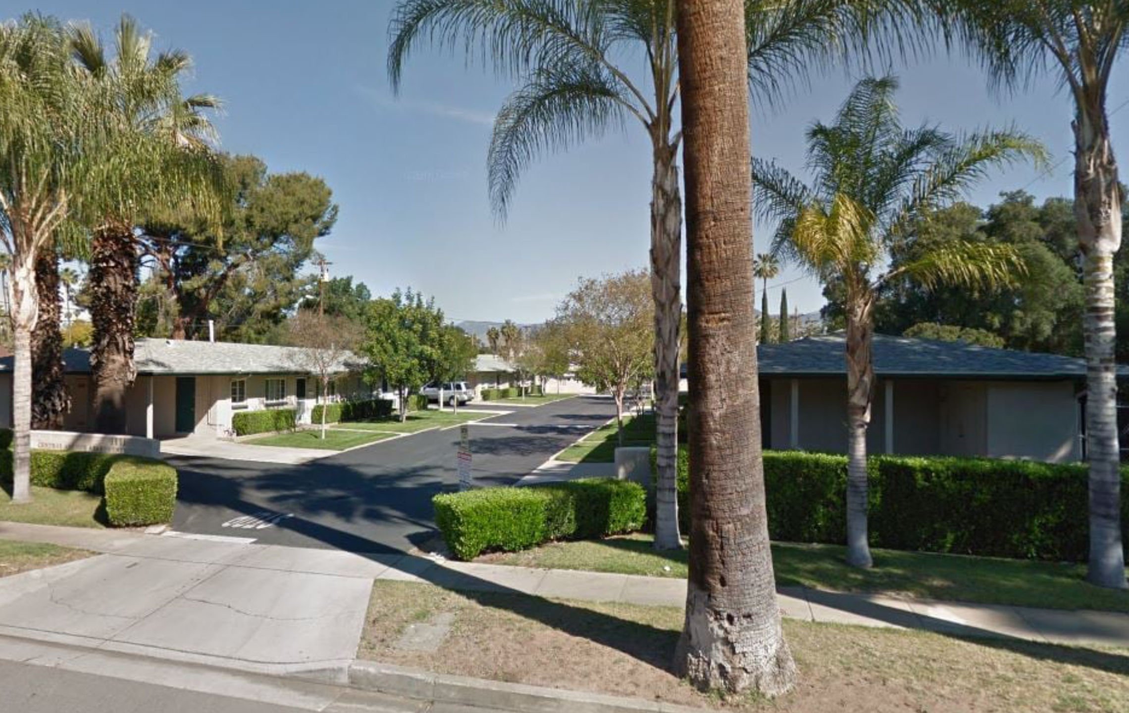 a palm trees in a neighborhood