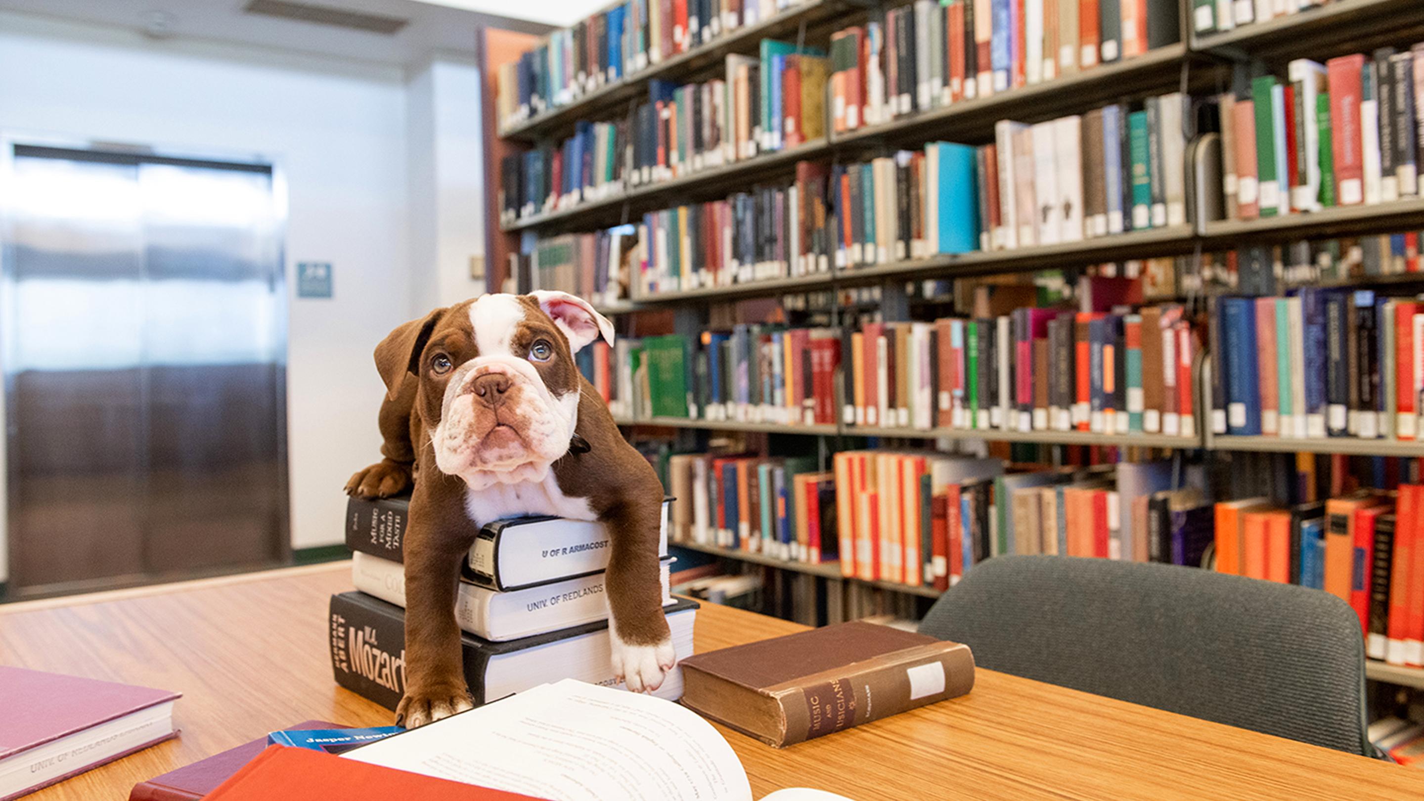 a dog on top of books
