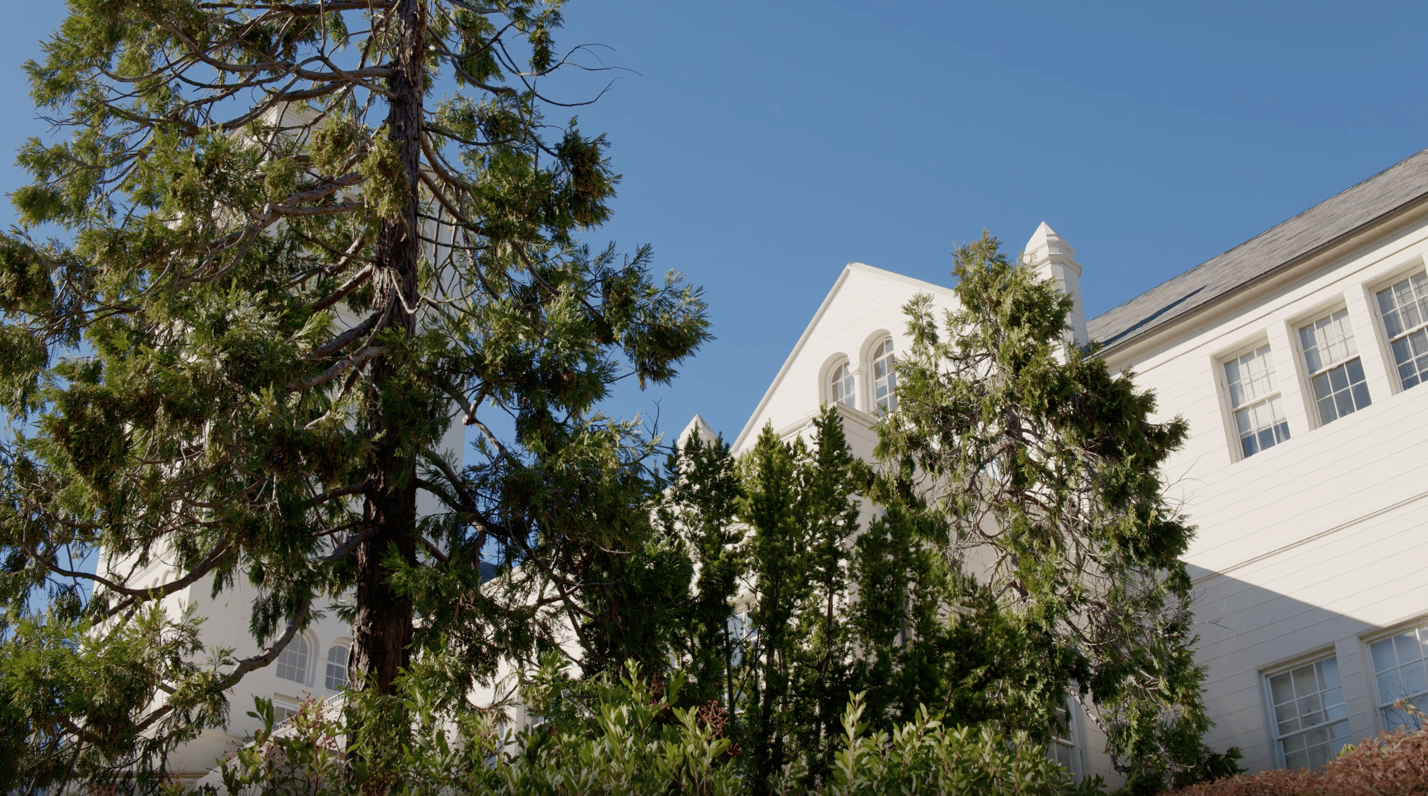 a white building with trees in front of it