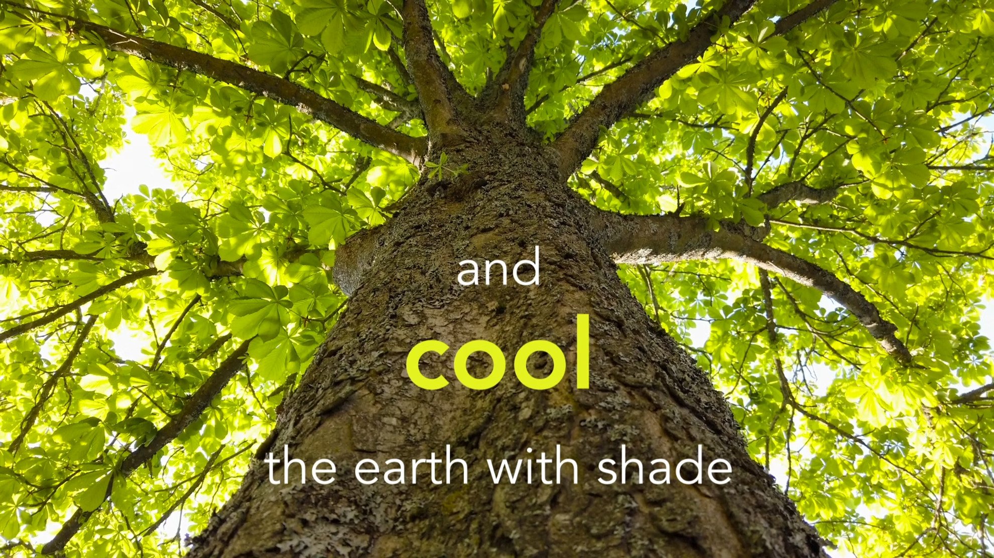 a tree with green leaves