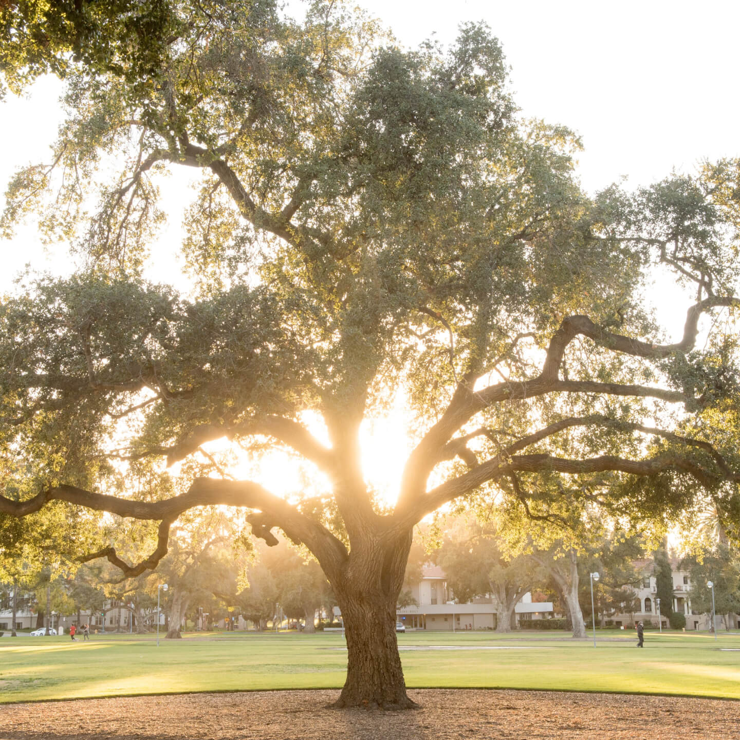 a large tree in a park
