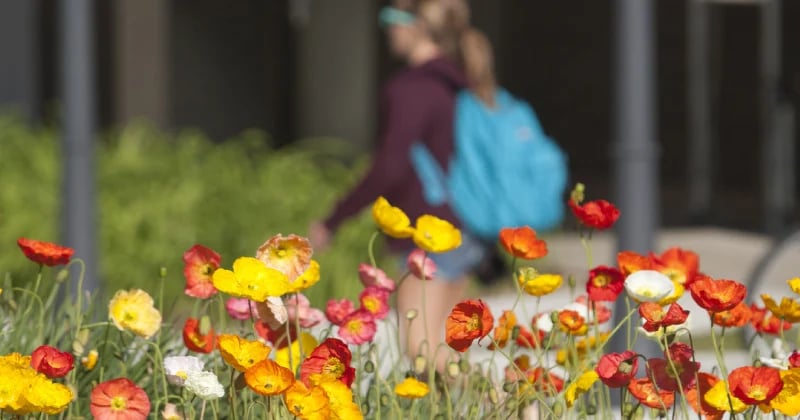 a group of flowers in a field