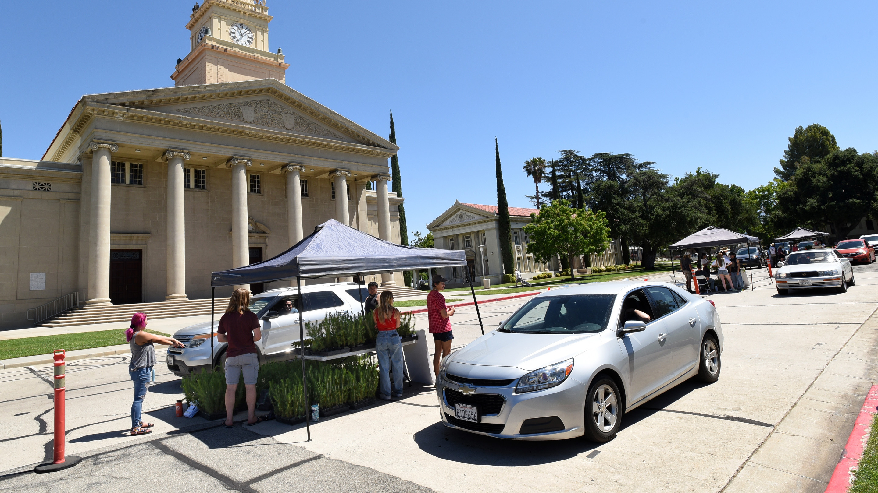 Tree_Giveaway_3_2880x1620