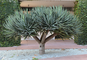 DRAGON TREE (Dracaena draco)