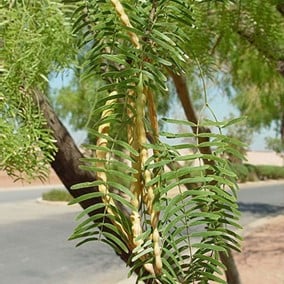 HONEY MESQUITE (Prosopis glandulosa)