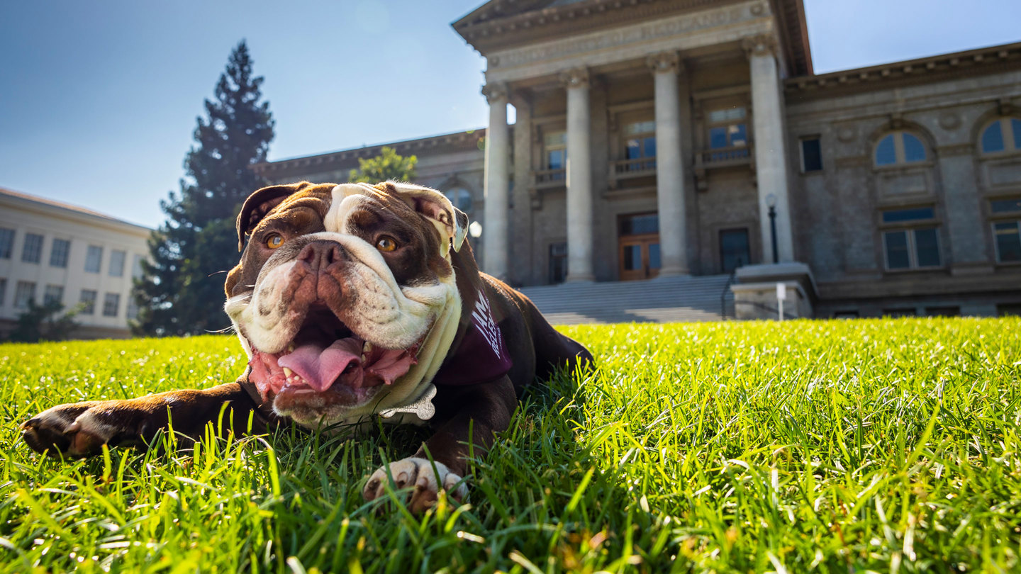 Bulldog lays in front of the grass with the Administration Building in the background.