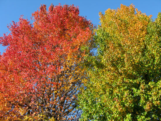 American Sweetgum