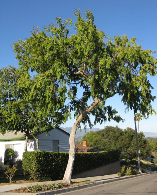 Chinese Elm