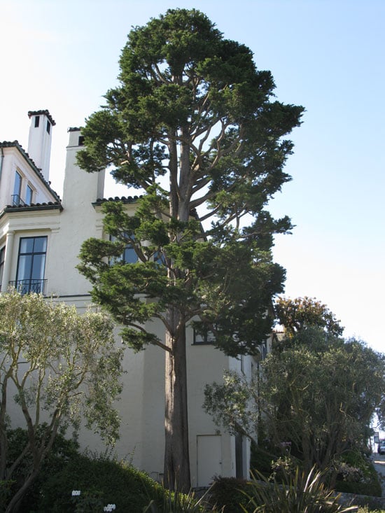 Monterey Cypress