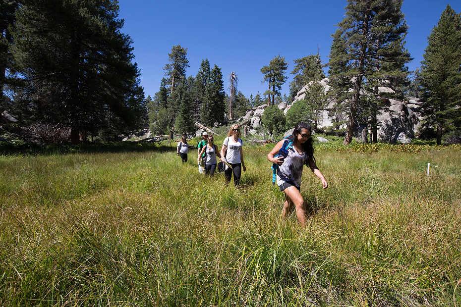 a group of people walking through a grassy field