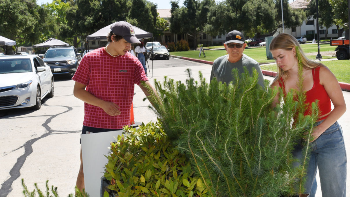 Tree_Giveaway_6_1209x680
