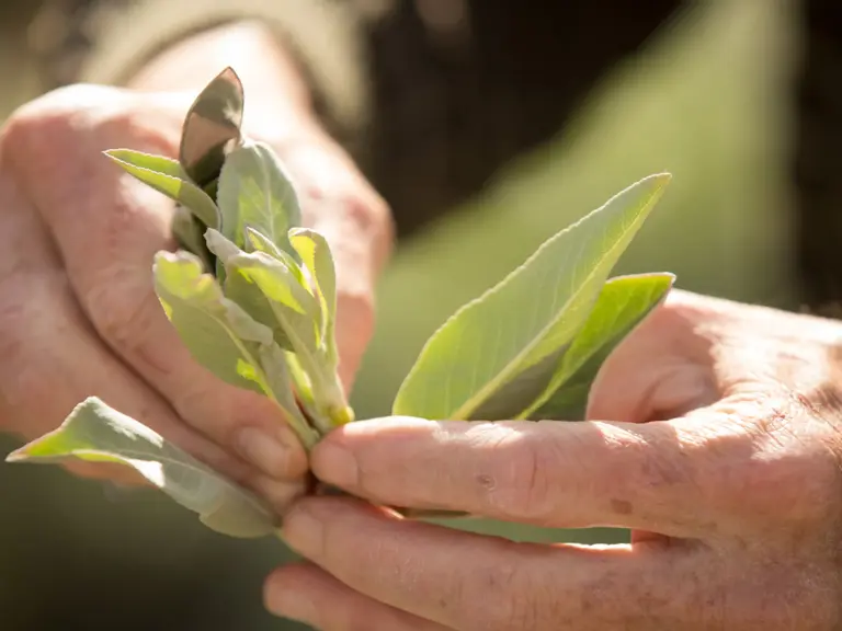 rs26935_016_timkrantzatwildlandsconservancy_wv-original
